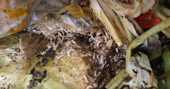 Larvae of Black Soldier Fly (Hermetia illucens) Close-up of maggots and garbage, maggots and dirty garbage