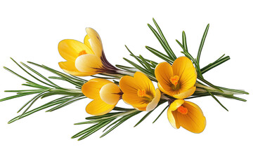 A Cluster Of Four Yellow Crocus Flowers With Green Rosemary Leaves Arranged On A Transparent Background