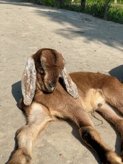Baby goat stock image