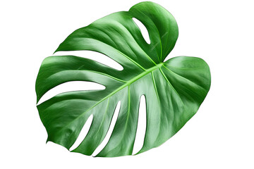 Single Large Green Tropical Leaf With Holes And Veins Isolated On Transparent Background