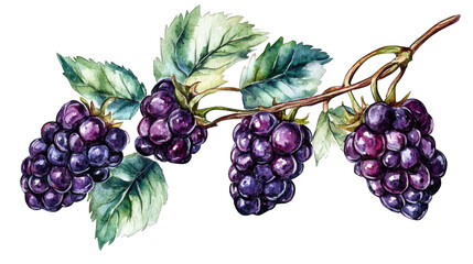 Watercolor Painting Of A Blackberry Branch With Four Ripe Blackberries And Green Leaves