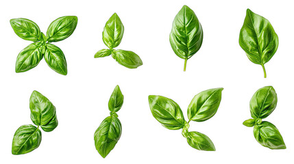 Collection Of Fresh Green Basil Leaves Isolated On Transparent Background