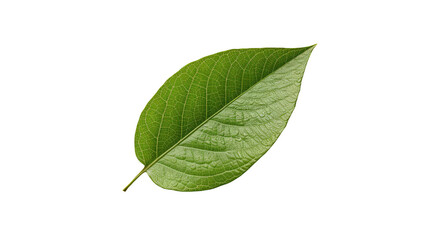 Obraz premium Green Leaf Isolated on White Background