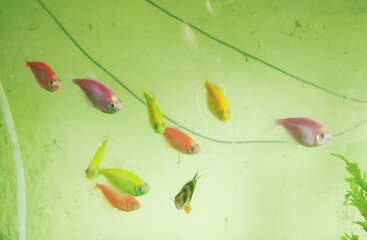 The black tetra (Gymnocorymbus ternetzi), also known as the black skirt, petticoat, high-fin skirt tetra, black skirt tetra, black widow tetra and blackamoor, is a freshwater fish.
