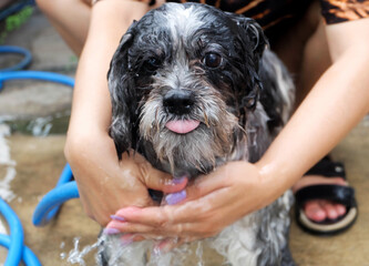 A black long-haired dog is taking a bath.
