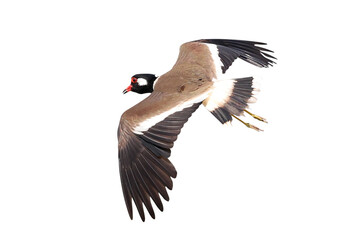 Red-wattled Lapwing flying isolated on transparent background png file