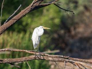 Great Egret