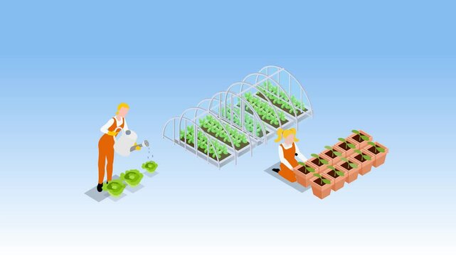 Urban Gardening and Greenhouse Farming &ndash; Isometric Women Growing Vegetables and Watering Plants 3d animation cartoon