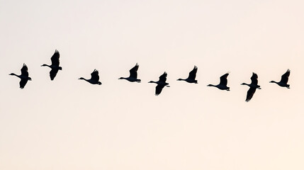 flock of birds