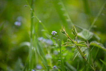 Forget-me-nots, Myosotis sylvatica, Myosotis scorpioides.