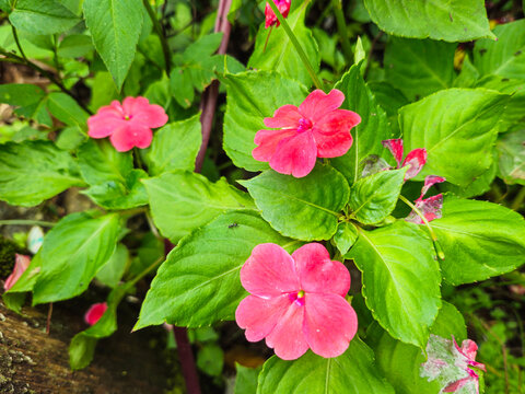 Impatiens walleriana flowers. Impatiens walleriana is a species of plant belonging to the Balsaminaceae family . This species is also part of the Ericales order.