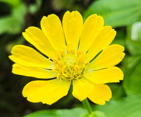 Zinnia elegans or better known by the scientific name Zinnia elegans is one of the most famous annual flowering plants of the genus Zinia