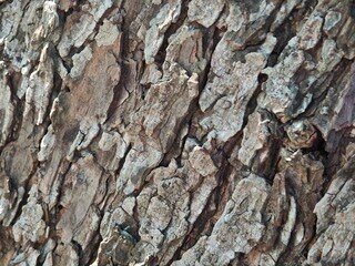 Nature background of tree bark texture.