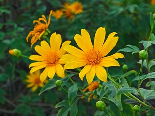 Beautiful yellow flowers.  Tithonia diversifolia.