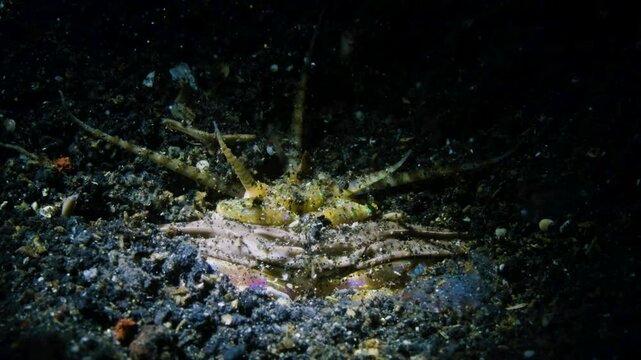 Bobbit worm, underwater alien killer, hiding in the sand waiting for prey, with colorful markings on its body, night diving, Lembeh Strait, Norther Sulawesi, Indonesia