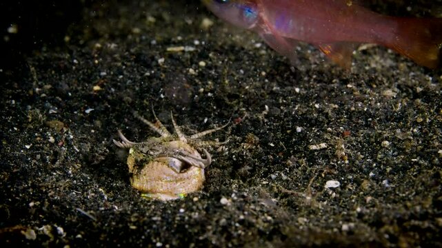 Bobbit worm, underwater alien killer, hiding in the sand waiting for prey, with colorful markings on its body, night diving, Lembeh Strait, Norther Sulawesi, Indonesia