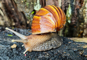 Large garden snail in shell crawling on log. Helix snail consists of edible delicacies, coiled...
