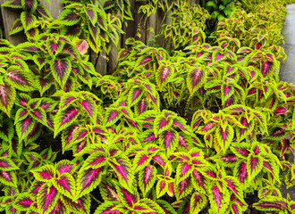 Obraz premium Colorful leaves of coleus plants in a roadside garden