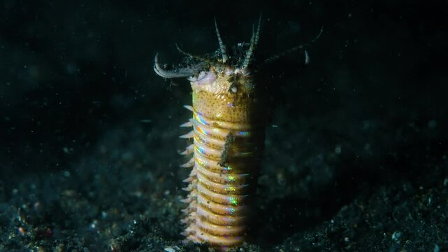 Bobbit worm, underwater alien killer, hiding in the sand waiting for prey, with colorful markings on its body, night diving, Lembeh Strait, Norther Sulawesi, Indonesia
