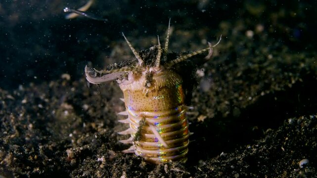 Bobbit worm, underwater alien killer, hiding in the sand waiting for prey, with colorful markings on its body, night diving, Lembeh Strait, Norther Sulawesi, Indonesia