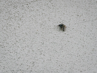 A jumping spider holding a black fly.
