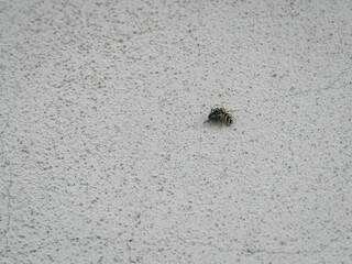 A jumping spider holding a black fly.
