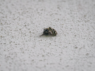 A jumping spider holding a black fly.
