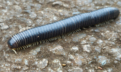 Selective focus : Trigoniulus corallinus, sometimes called the rusty millipede or common Asian...