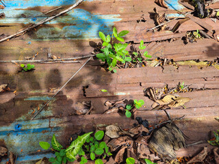 Wild trees grow among the rubble of tin roofs