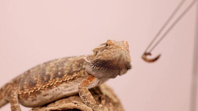 Bearded Dragon Feeding on Superworm in Captivity