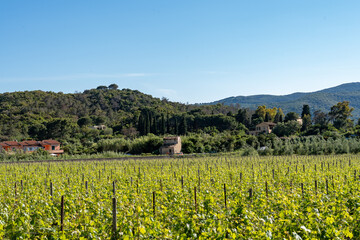 Scenic vineyard landscape in the rolling hills of Tuscany, Italy