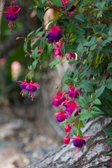 Standard fuchsia beautiful bright pink and purple unique fairy looking flower 