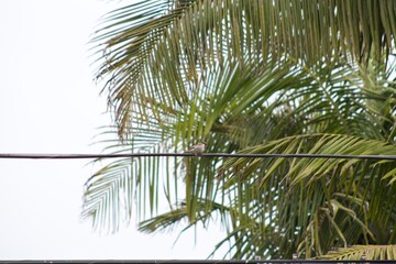 Fototapeta premium Bird perched on electrical wire with palm trees