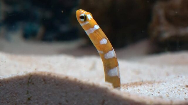 The Splendid Garden Eel coming out from the sand burrow and waiting for planktons to come underwater. 4K