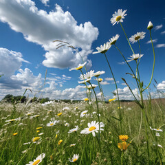 Daisy Field at Noon with Vibrant Blue Sky