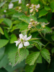White blackberry flowers on a plant.
