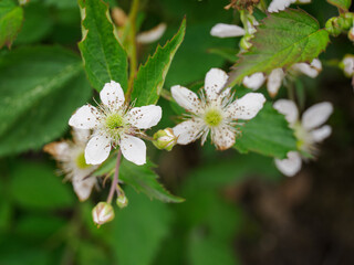 White blackberry flowers on a plant.
