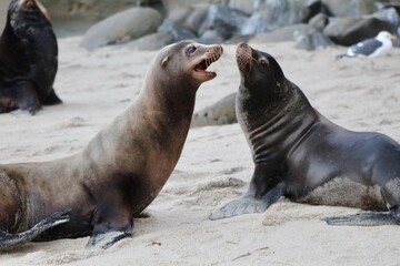 Sea lions talking to each other in la jolla cove