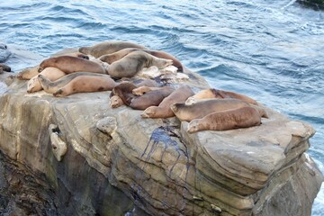 Fototapeta premium Sea lions sleeping on top of each other on a rock in la jolla cove