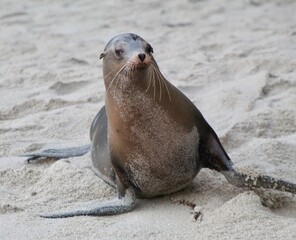 Fototapeta premium Sea lion close up giving side eye sassy face