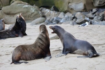 Fototapeta premium Sea lions talking to each other in la jolla cove