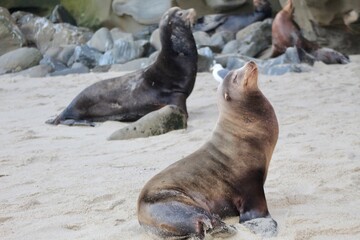 Sea lion close up with eyes closed and head arched