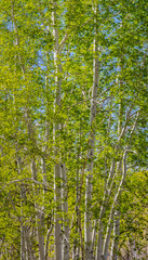727-61 Spring Aspen