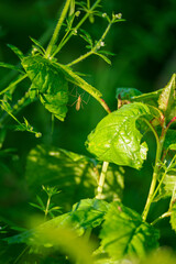 Mosquito under a green leaf.
