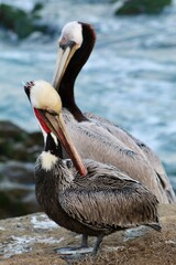 California Brown Pelicans in la jolla cove