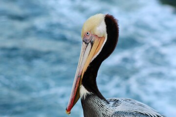 California Brown Pelicans in la jolla cove