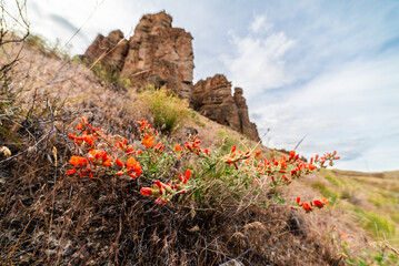 Wildflowers Below Tall Basalt Cliffs