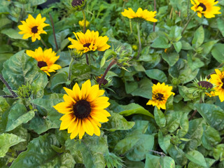 Group of blooming sunflowers with yellow petals and dark centers, surrounded by green leaves in natural garden light.