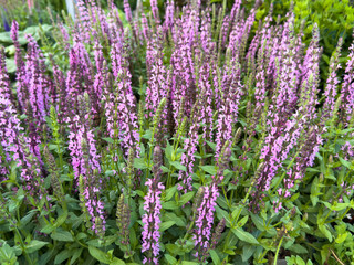Salvia nemorosa with purple-pink flowers in bloom, used in gardens and traditional medicine, growing in natural outdoor light.