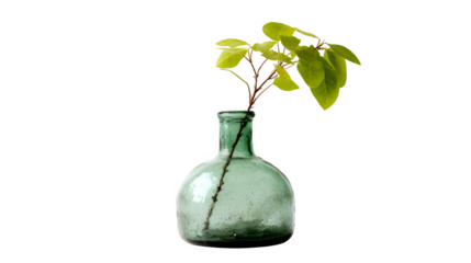 A green vintage glass bottle with a branch and green leaves against a black background studio shot